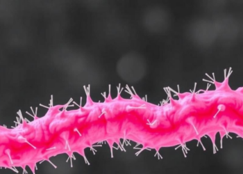 Seven-Year Study Tracks Shifting Wave of Drug Resistance in Pseudomonas aeruginosa