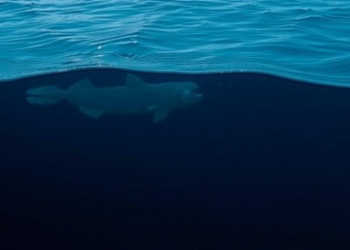 From Watching to Acting: How Precision Science Could Reshape Ocean Governance Before It Is Too Late