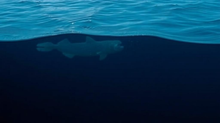 From Watching to Acting: How Precision Science Could Reshape Ocean Governance Before It Is Too Late