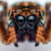 Eyes Turn Away from Spiders but Lock Onto Their Big Eyes, Webs and Fangs