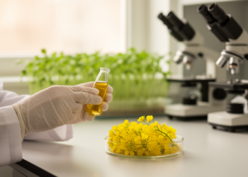 Scientists Map Hidden DNA Switches Behind Rapeseed’s Industrial Oil Boost