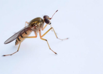 Sand Fly Species Linked to Visceral Leishmaniasis Parasite in Israel for the First Time