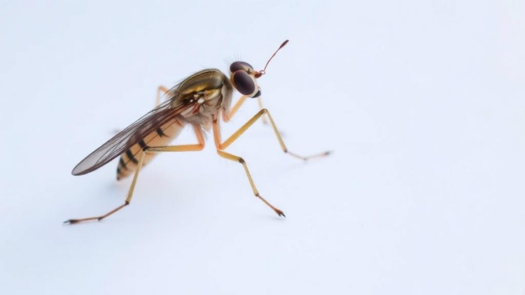 Sand Fly Species Linked to Visceral Leishmaniasis Parasite in Israel for the First Time