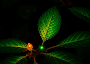 Senna Leaves Turned Into Glowing Nanosensors That Light Up for Mercury
