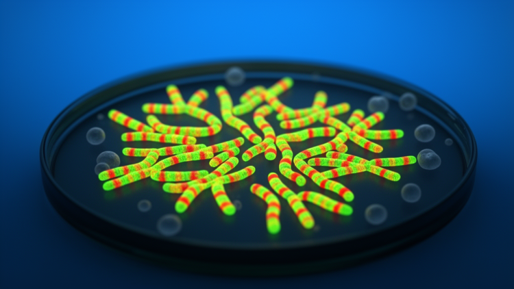 New DNA barcodes for citrus chromosomes revealed by fluorescent mapping