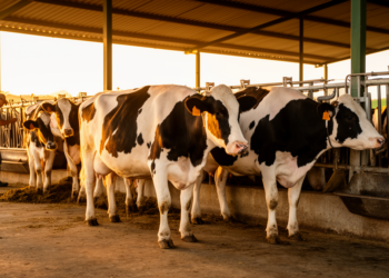Healthy Labels, Hidden Hurts: Brazilian Dairy Cows Score Better Than They Live