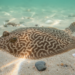 Labyrinth-Patterned Flatfish Discovered in the South China Sea Is a Brand-New Species