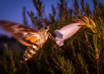 Ghostly Night Flyers Revealed as First Hawkmoth Pollinators of Cape Peninsula Fynbos