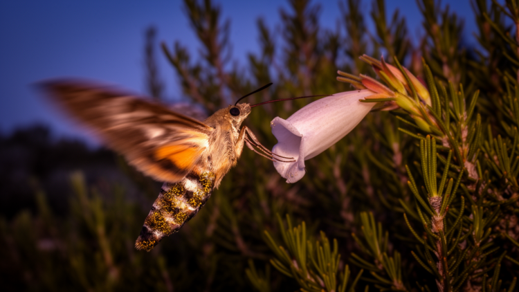 Ghostly Night Flyers Revealed as First Hawkmoth Pollinators of Cape Peninsula Fynbos