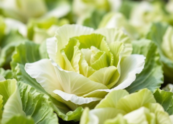 Organic Iceberg Lettuce Beats Conventional Farming on Profit in Bangladesh Trial