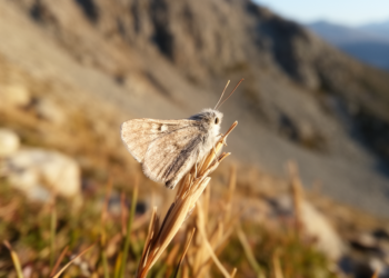 Hidden Grass Moth of Spain’s Sierra Nevada Regains Species Status Through DNA Barcoding