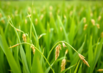 New Rice Gene Discovery Could Cut Fertilizer Use While Keeping Yields High