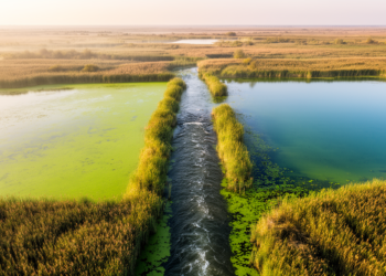 Two Danube Delta lakes reveal how water flow shapes nutrient pollution risk