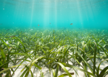 Hidden Worlds in Seagrass Beds: Microbes Follow Latitude and Habitat, Landmark Study Finds