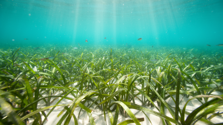 Hidden Worlds in Seagrass Beds: Microbes Follow Latitude and Habitat, Landmark Study Finds