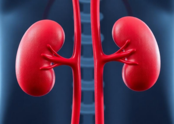 Kidneys From Donors With Thin Basement Membrane Disease Show Excellent Long-Term Transplant Outcomes