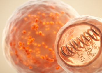 Mitochondrial ClpX Emerges as a Key Regulator of Oocyte Quality During Ovarian Aging