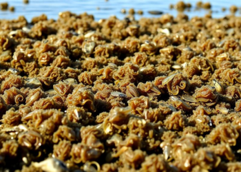 Turning Oyster Farm Nuisance Seaweed Into Profit: New Model Defines When It Pays Off