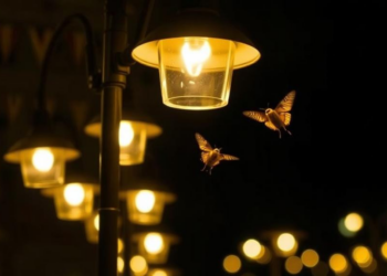 Streetlights Shut Down Moth Mating, New Experiment Reveals
