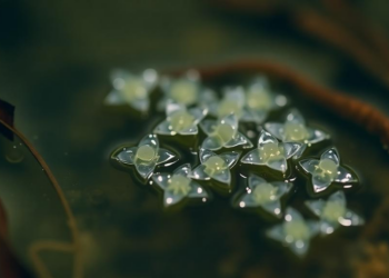 Tiny Glass-Shelled Algas Expose the Hidden Health of Vanishing Ponds