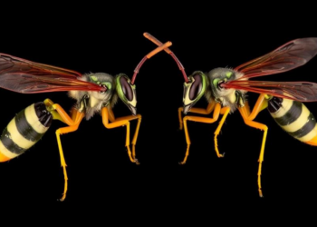 Two New Parasitic Wasp Species Uncovered in Ohio Museum Collection