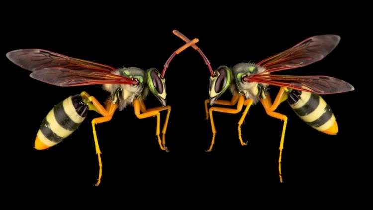 Two New Parasitic Wasp Species Uncovered in Ohio Museum Collection