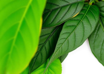 Wild Brazilian Passion Fruit Leaves Reveal Flavonoid Treasure With Antioxidant and Drug-Like Potential