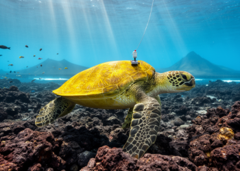 Satellite tags reveal Galápagos’ mysterious yellow green turtles rarely leave the archipelago