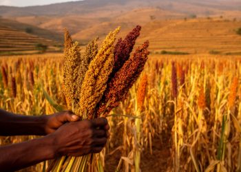 Hidden Diversity in Ethiopian Sorghum Reveals Breeding Gold for Drylands