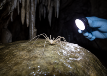 Cave Spider’s Male Finally Described From Guangxi’s Shenlonggong Cave