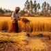 Rodents Steal a Quarter of Cereal Harvests on Ethiopian Smallholdings, Farmers Report