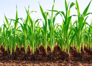 No-Tillage Soils Let Sugarcane Roots Push Through Compaction and Drought, Study Finds