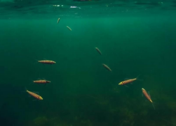 Gill Parasites Reveal Hidden Ecological Rules in a Dammed Amazonian River