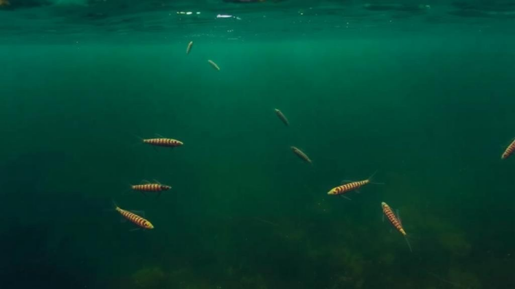 Gill Parasites Reveal Hidden Ecological Rules in a Dammed Amazonian River
