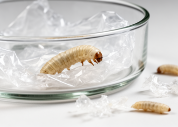 Wax Moths Fed Plastic Diets Reveal Hidden Gut Bacteria and a Cost to Reproduction