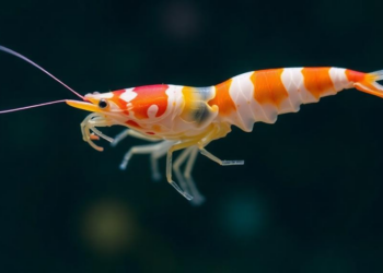 How Shrimp Survive Freshwater: The Molecular Secrets of Low-Salinity Tolerance