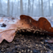 Hidden Mite Armies Take Over Decaying Leaves in Surprising Winter Surge