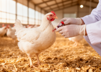 Herbal Anticoccidial Blend Keeps Broiler Blood Chemistry Stable During Eimeria Challenge