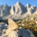 New Moth Species from Crete’s White Mountains Named After Pope Leo XIV