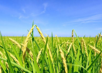 Lost Genes Reveal How Wild Rice Abandoned Perennial Life