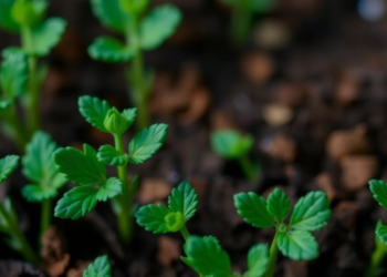 Why Biostimulants Fail in the Field and How Science Plans to Fix Them