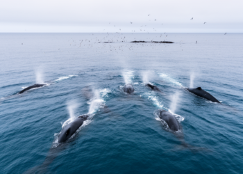 Southern right whales choose different migration routes but arrive at feeding grounds on time