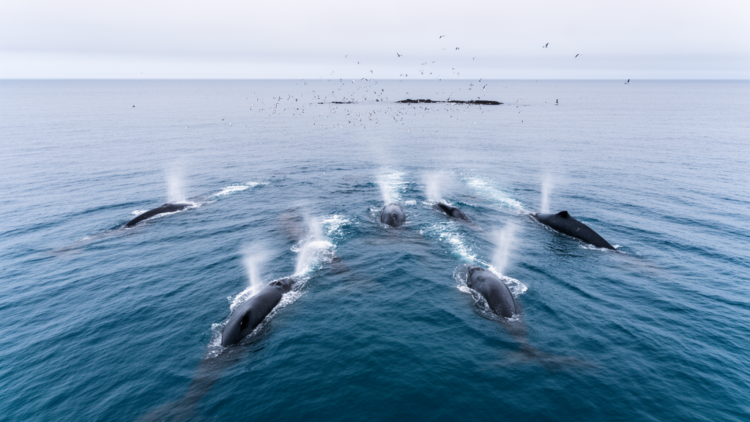 Southern right whales choose different migration routes but arrive at feeding grounds on time