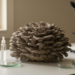 Maitake Mushroom Science Matures: Global Analysis Maps Four Decades of Bioactivity Research
