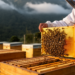 Peru’s Honey Bees Face a Perfect Storm of Deforestation, Mites, Pesticides and Climate Change