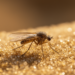 The Hidden Bacterial World of Sand Flies: New Clues for Fighting Leishmaniasis in Sri Lanka