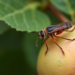 DNA Sequencing Reveals Quarantine Apple Pest and Its Parasitoid in Kazakhstan Orchards
