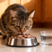 Healthy Cats Take to Wet Kidney Diet in Home Feeding Trial