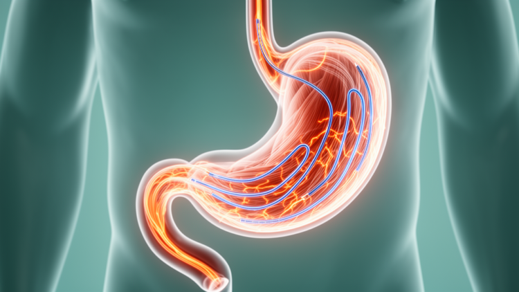 Three-Channel Stomach Recordings Reveal How Gut Electrical Signals Synchronize After a Meal