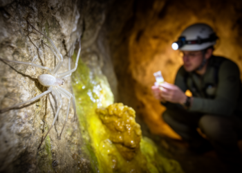 New sulfur-cave spider species discovered on the Greek-Albanian border